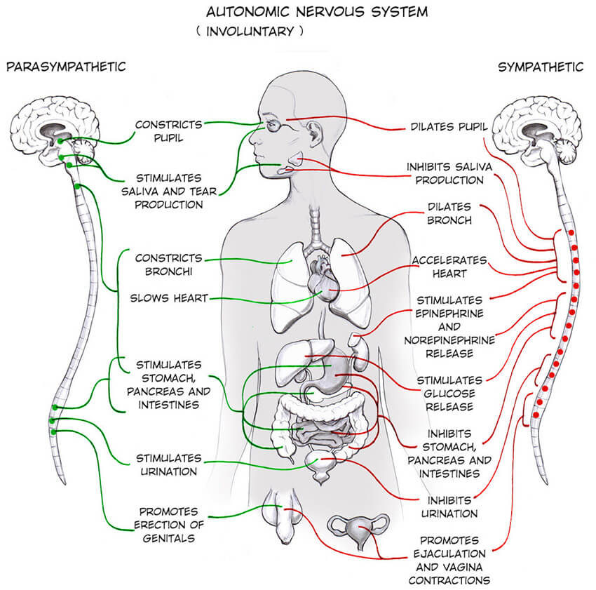 vancouver-disc-center-Autonomic-Nervous-System